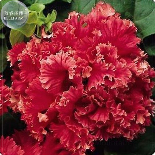 Red Double Valentine Pelleted Petunia Seeds, Professional Pack, 200 seeds, bonsai big blooms E4052