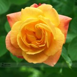 Red Stripe Orange Rose Flower Seeds, Professional Pack, 50 Seeds / Pack, Strong Fragrant Rose #LG00036