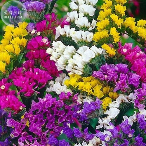 Sinuata Pacific Mixed Statice Flowers, Professional Pack, 30 seeds, annual open pollinated E4045