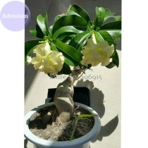 BELLFARM 'Golden Years' Double Desert Rose Adenium, 2 Seeds, purely yellow petals bonsai E3985