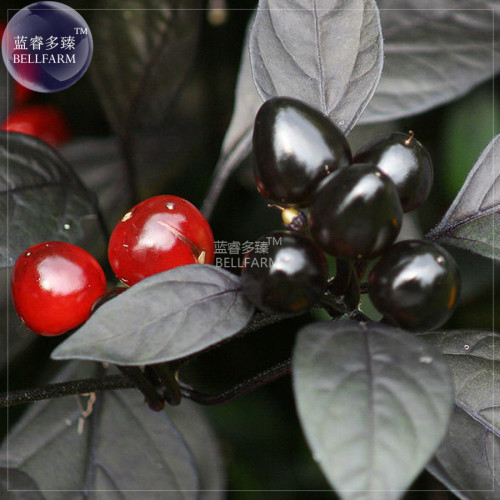 BELLFARM Pepper Organic Black Pearl Chili Seeds, 15 seeds, professional pack, black leafed ornamental edible vegetables