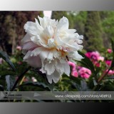 Rare 'Yu Lou Dian Cui' White Peony with Few Red Color Flower Seeds, Professional Pack, 5 Seeds / Pack, Light Fragrant E3362