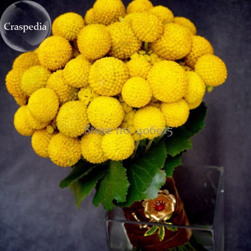 Rare Beautiful Golden Yellow Craspedia Flowers, 10 Seeds, Light fragrant garden flowers E3693