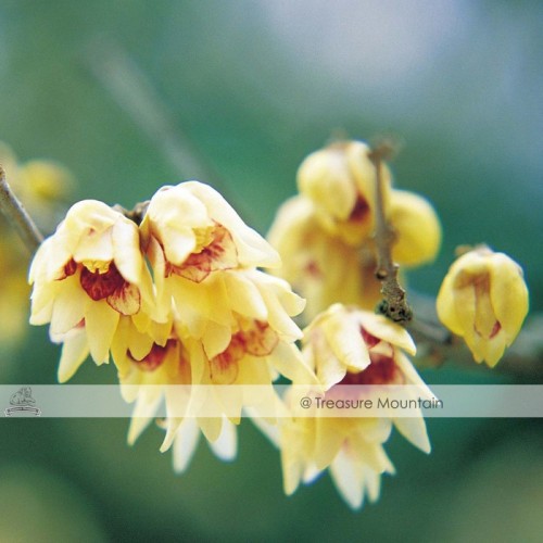 1 Professional Pack, approx 8 Seeds / Pack, Chinese Flower Yellow Fragrant Winterseet Chimonanthus Praecox for Bonsai #NF341
