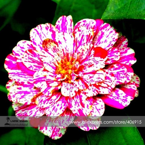 Zinnia Angustifolia Rose Red White Youth-and-old-age Double Blooms Flower Seeds, Professional Pack, 30 Seeds / Pack, Very Rare