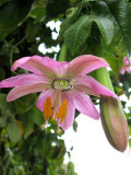 BELLFARM Banana Passion Fruit Seeds, 30 seed, professional pack, pink flower tropical garden passiflora