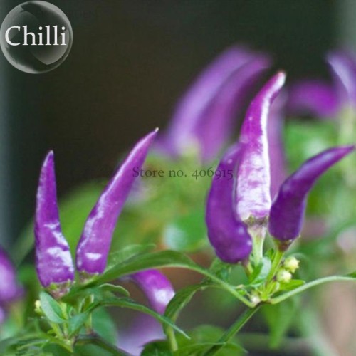 Hot Purple Chilli Pepper Cayenne Seeds. 20 Seeds, organic home garden vegetables E3556