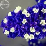 Blue Sea Lavender Limonium Sinuatum, 30 seeds, forget me not cut flowers E3753