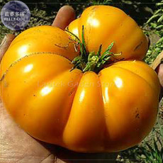 Brandywine Yellow Big Zac Tomato Seeds, 100 Seeds, Professional Pack, imported heirloom vegetables edible E4080