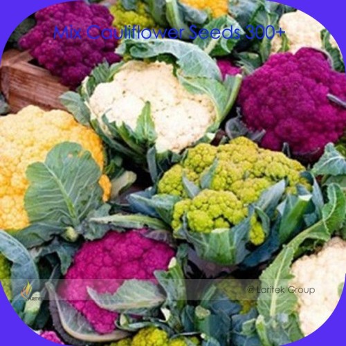 Mix Four Varieties Cauliflower Seeds, Professional Pack, 300 Seeds / Pack, Heirloom Organic Vegetables Golden Purple White Green