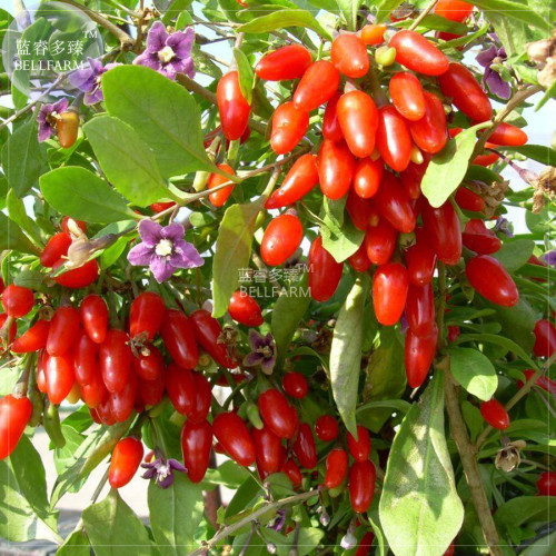 BELLFARM Chinese Wolf Berry Lycium chinense Herb Tree Seeds, 2000 seeds, professional pack, garden healthy goji berries tree