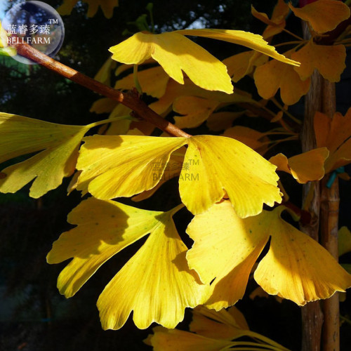 BELLFARM Maidenhair Fossil Tree Gingko Biloba Bonsai Seeds, Professional Pack, 5 Seeds, Yellow Ornamental Leaves E3326