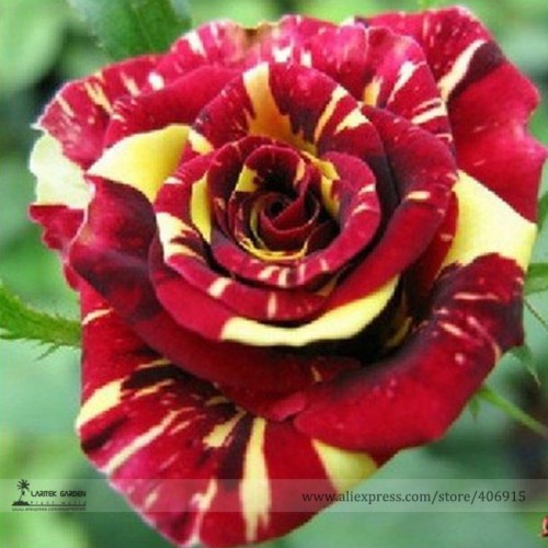 Heirloom Beautiful Meteor Shower Rose Seeds, Professional Pack, 50 Seeds / Pack, Light Fragrant Garden Plant Flowers E3220
