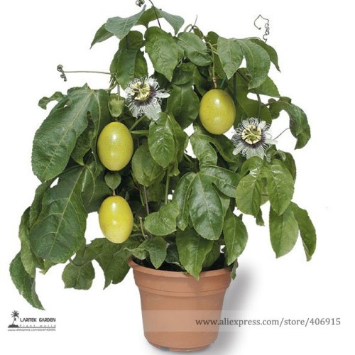 Passion Flower Purple Granadilla Passiflora Edulis Seeds, Professional Pack, 10 Seeds / Pack, Beautiful Garden Flowers E3329