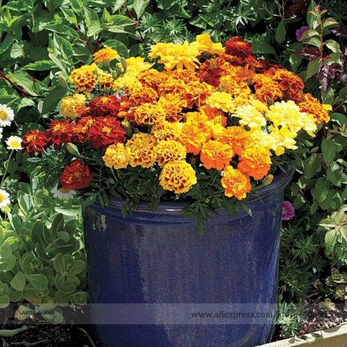 Alumia Mix French Marigold Seeds, Professional Pack, 30 Seeds / Pack, Superior Breeding  Large-flowered, Strong-stemmed Flowers