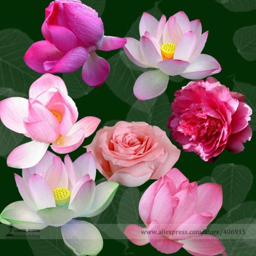Mixed Red Pink Nelumbo Nucifera Lotus Flower Laritek ,Seeds Professional Pack, 7 Seeds / Pack, Bonsai Pond Available E3159