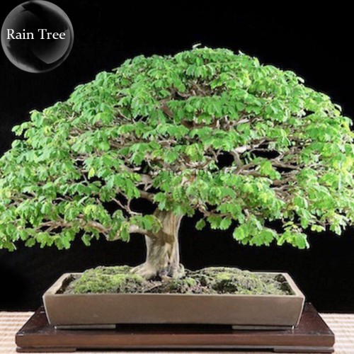 Rare Outdoor Sybian Rain Silk Tree, 10 Seeds, albizzia julibrissin only for outdoor E3809