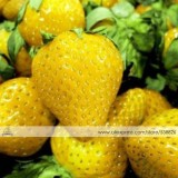 1 Professional Pack, approx 200 Seeds / Pack, Sweet Yellow Alpine Strawberry Seed Non-gmo Organic Fruit #NF344