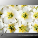 Heirloom Lilium Lily Flower Fragrant Perennial Flower Cheap Optimized 50 Seeds E3455