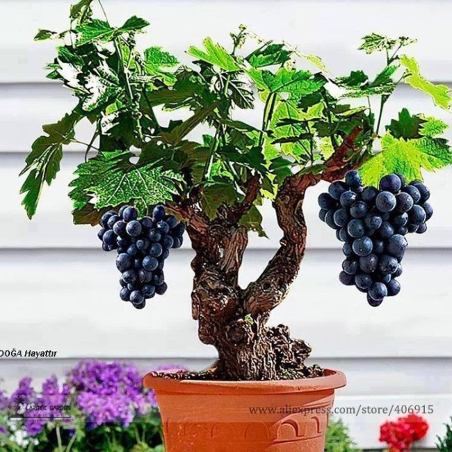 Heirloom Xinjiang Sweet  Black Grape F1 Seeds, Professional Pack, 15 Seeds / Pack, Delicious Living Room Plants Seeds E3086