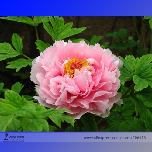 Rare 'Zhao Fen' Pink Fragrant Peony Tree Flower Organic Seeds, Professional Pack, 5 Seeds / Pack, Light up Your Garden E3185