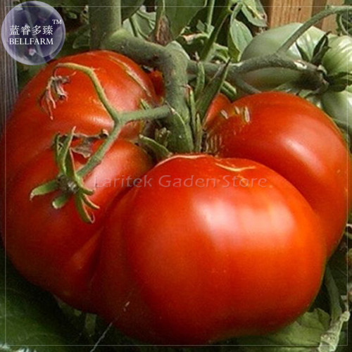 Super Rare Red Giant Competition Tomato Seeds, 100 Seeds, Professional Pack, Big Zac heirloom tomato E4078