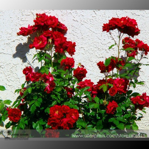 Red Polyantha Rose Multiflora Plant Flower Seeds, Professional Pack, 50 Seeds / Pack, Great for Lighting Up your Garden E3385