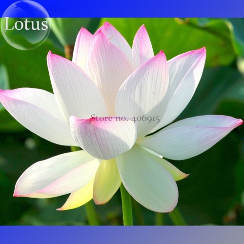 Heirloom Big Blooming White Lotus Nelumbo Nucifera with Pink Edge, 2 Seeds, light fragrant ornamental flowers E3554