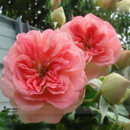 Double Pink F1 Flower Seeds, Professional Pack, 50 Seeds / Pack, Light Fragrant Rose #LG00038