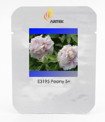 Rare 'Bai Yuan Fen' Pink Multi-petalled Tree Peony Light Fragrant Flower Seeds, Professional Pack, 5 Seeds / Pack, Perennial