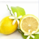 Rare Heirloom Mixed 9 Types of Lemon Tree, 20 seeds, indoor outdoor planting available  E3789
