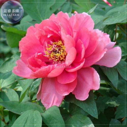 BELLFARM Peony Rose Water Pink Petals Flower Seeds, 5 seeds, professional pack, big blooms rare heirloom garden trees