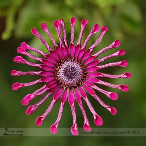 Rare Heirloom Flower 'Power Spider' Purple Chrysanthemum Seeds, Professional Pack, 100 Seeds / Pack, Mosquito Repellent E3248