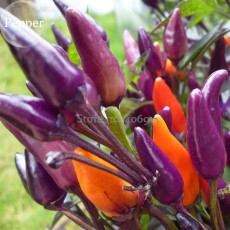Heirloom Colorful Pot Tabasco Hot Pepper, 30 seeds, ornamental bonsai chili including purple orange yellow red colors E3586