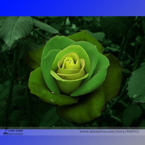 Rare Dark Green Light Green Rose Plant Flower Seeds, Professional Pack, 50 Seeds / Pack, Strong Fragrant Flowers E3270