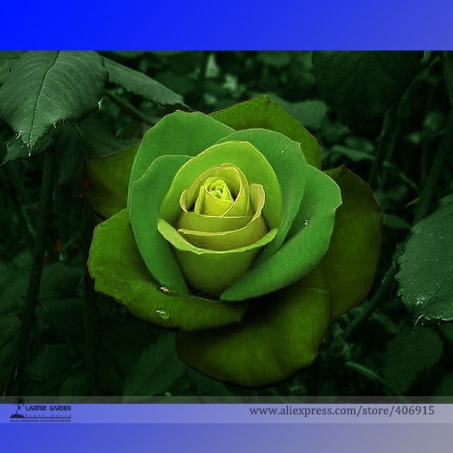 Rare Dark Green Light Green Rose Plant Flower Seeds, Professional Pack, 50 Seeds / Pack, Strong Fragrant Flowers E3270