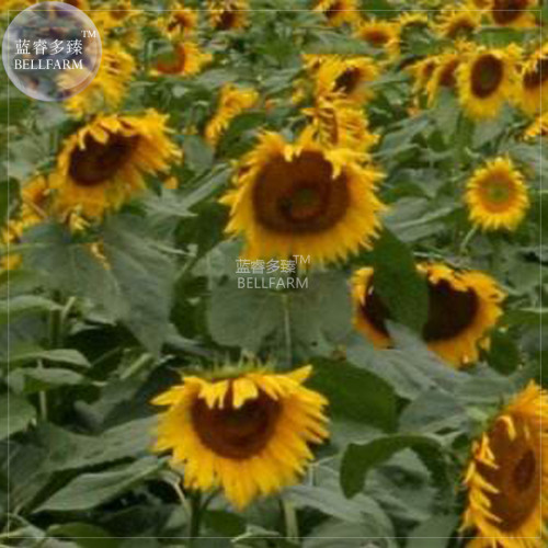 BELLFARM Giant Sunflowers Seeds, 6 seeds, original pack, hybrid annual univalved single-headed flowers giant flower disk A297