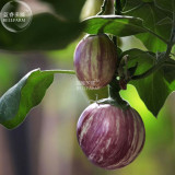 BELLFARM Eggplant Colorful Solanum Melongena Vegetable Seeds, 100 seeds, organic heirloom small vegetables
