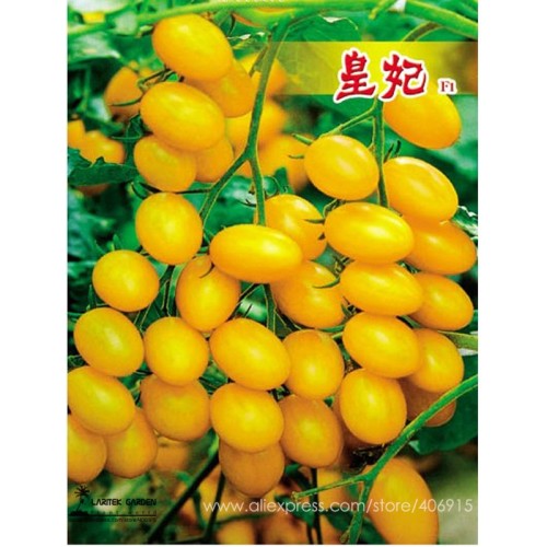 Rare 'Imperial concubine' F1 Yellow Cherry Tomato 20 Seeds E3460