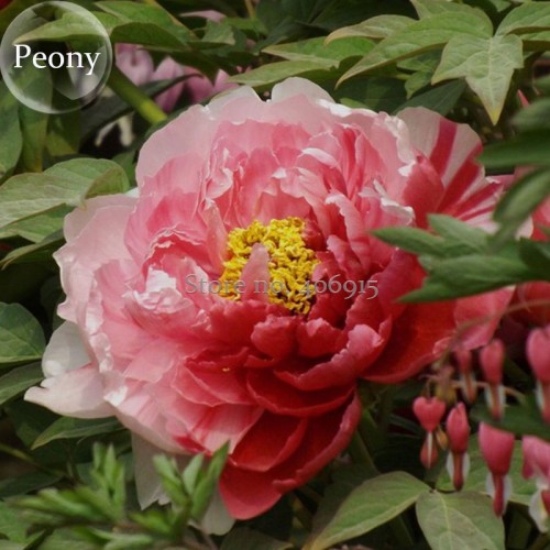 Heirloom Sorbet Robust Colorful Double Blooms Peony Mixed, 5 Seeds, fragrant perennial flowers E3615