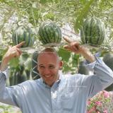 Very Sweet Big Round Red Watermelon Tree F2 Seeds, Professional Pack, 20 Seeds / Pack, 13% Sugar Juicy Edible Fruit E3013