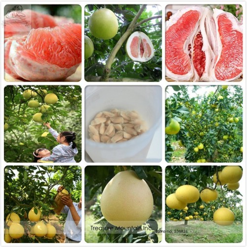 Fu'jian Big Sweet Red Grapefruit Hybrid Seeds, Professional Pack, 12 Seeds / Pack, Tasty Very Sweet Juicy Fruit TS118