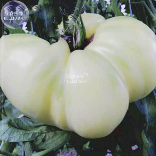 BELLFARM Tomato Mixed Giant Vegetable Seeds, 100 seeds, white red yellow pink rainbow black gray organic tomato