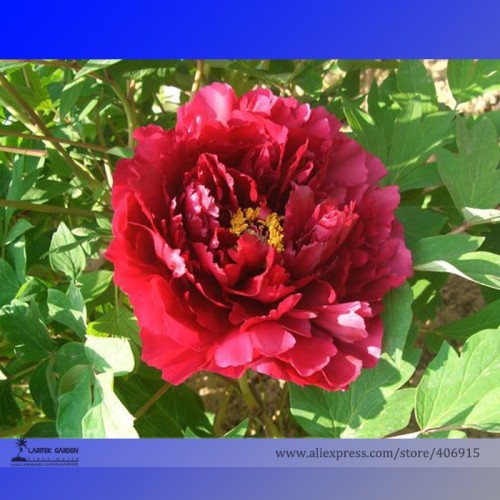 Heirloom Dark Red Middle Peony Tree Flower Seeds, Professional Pack, 5 Seeds / Pack, Strong Fragrant Flower E3200