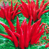 BELLFARM Fire Red Pod Pepper Hot Chilli Vegetable Seeds, 5 packs, 20 seeds/pack, tabasco red cluster pepper garden plants