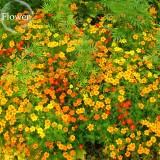 Tagetes tenuifolia Signet Marigold Gem Mixed, 100 seeds, herb flowers E3934