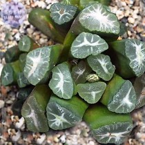 Haworthia maughanii Seed, only 1 piece, interesting lovely succulent plant seed E4056
