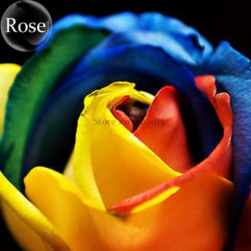 Colorful Rainbow Rose Valentine Lover Flower, 50 Seeds, light fragrant perennial flowers E3769