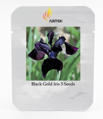 Siberian Iris Black Gold Iris Chrysographes Flower Seeds, Professional Pack, 5 Seeds / Pack E3346