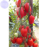 BELLFARM Imported Tomato Seeds, 100 Seeds, Professional Pack, organic bright red middle fruits E4075